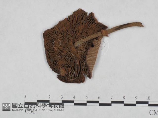 登錄號:F0023488藏品圖，第3張