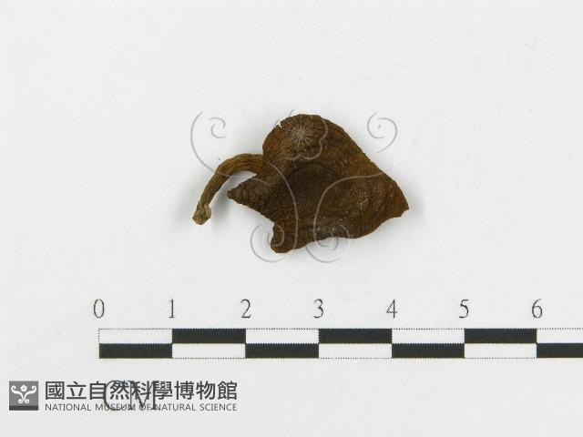 登錄號:F0003488藏品圖，第3張