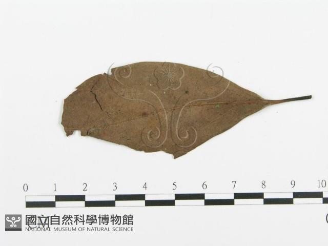 阿太菌屬藏品圖，第3張
