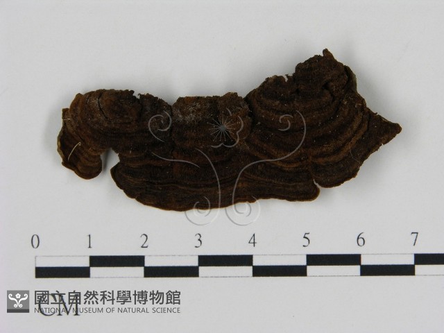 刺革菌屬藏品圖，第3張