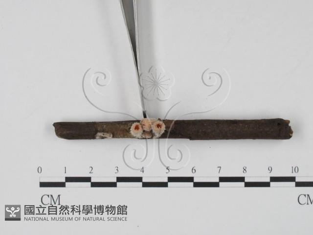 登錄號:F0020788藏品圖，第3張