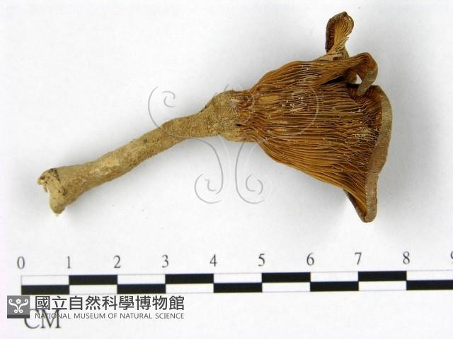 登錄號:F0010788藏品圖，第3張