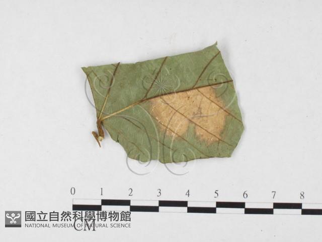 登錄號:F0026788藏品圖，第3張