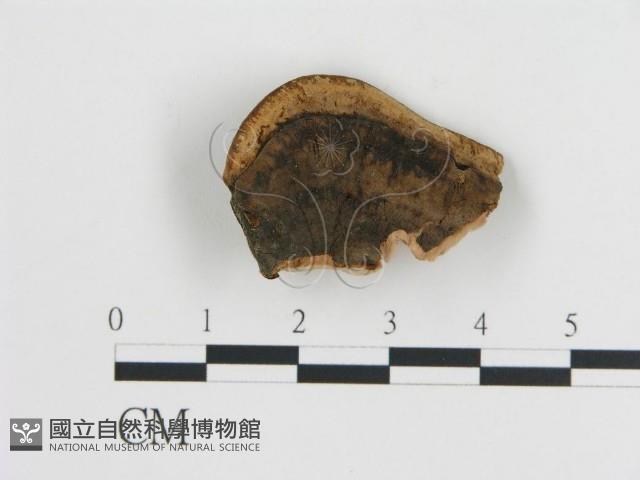 登錄號:F0006788藏品圖，第3張