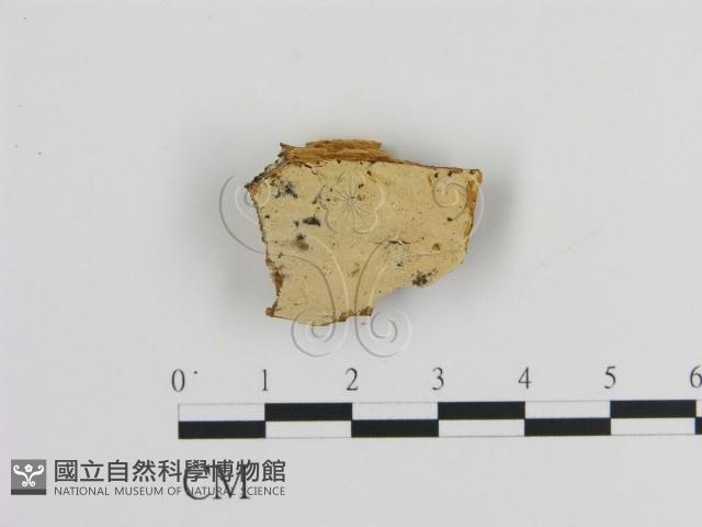 絲齒菌屬藏品圖，第3張