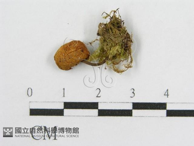 登錄號:F0001788藏品圖，第3張