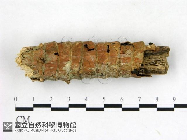 登錄號:F0014788藏品圖，第3張