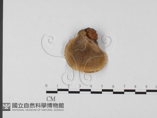 登錄號:F0022788藏品圖，第3張