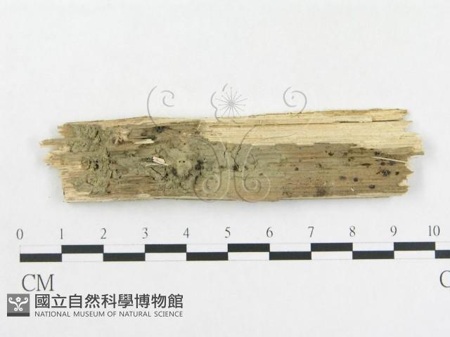 登錄號:F0012788藏品圖，第3張