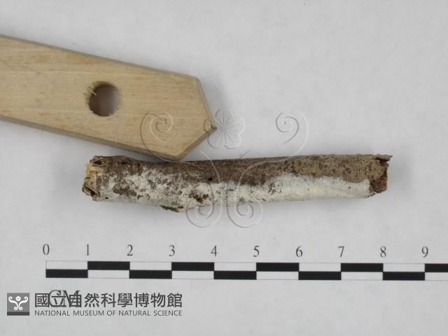 絲皮菌屬藏品圖，第3張