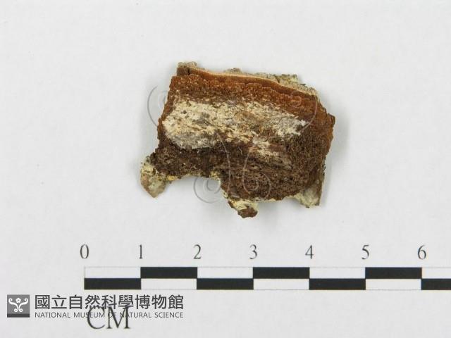 登錄號:F0017788藏品圖，第3張