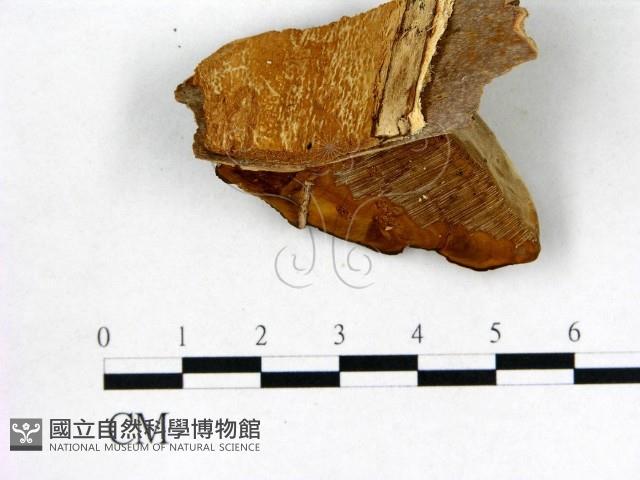 登錄號:F0005788藏品圖，第3張