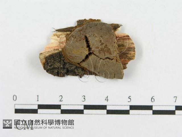 登錄號:F0015788藏品圖，第1張