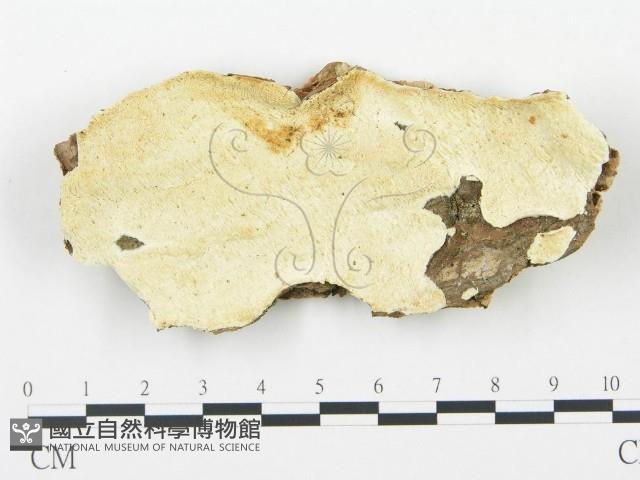 登錄號:F0019788藏品圖，第1張