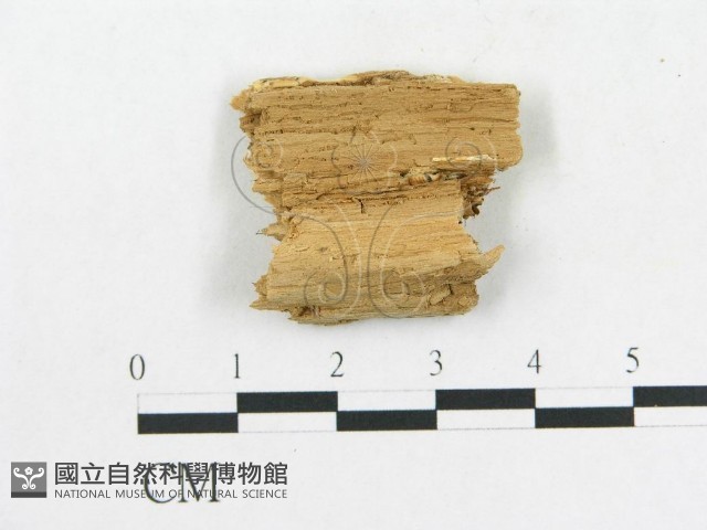 登錄號:F0006588藏品圖，第3張