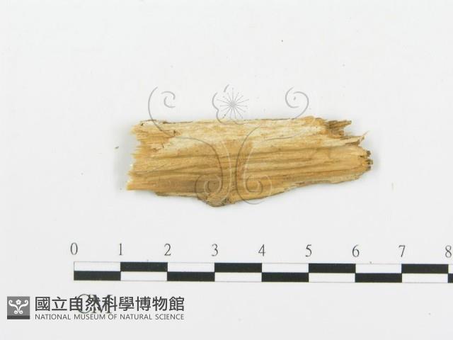 登錄號:F0016588藏品圖，第3張