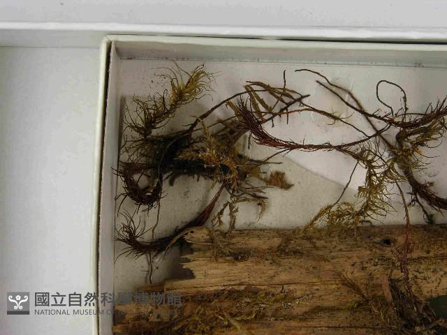 登錄號:F0021588藏品圖，第3張