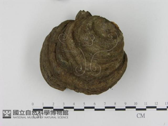 登錄號:F0001588藏品圖，第1張