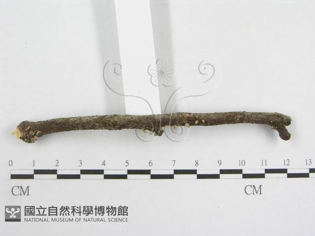 登錄號:F0012588藏品圖，第3張