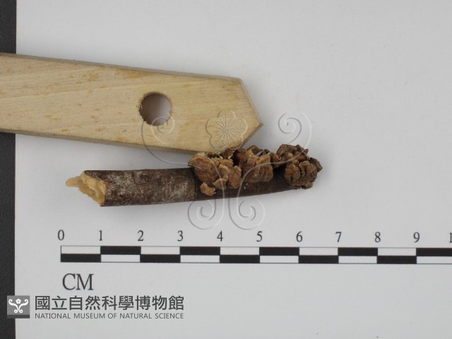 登錄號:F0007588藏品圖，第3張