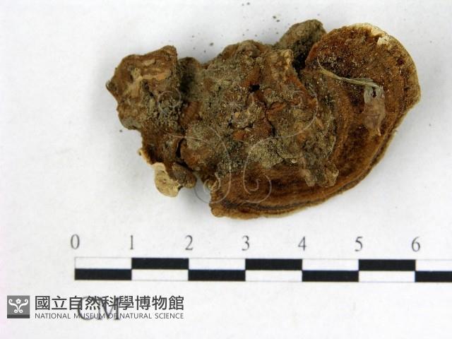登錄號:F0015588藏品圖，第3張
