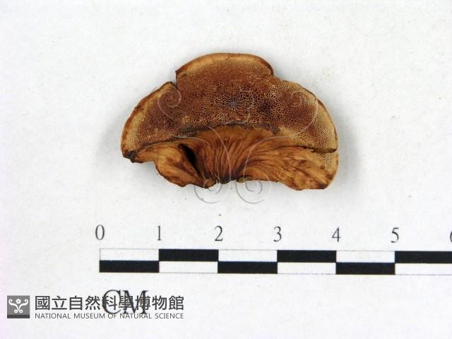 登錄號:F0009588藏品圖，第3張