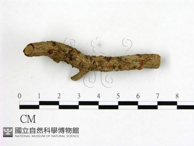 登錄號:F0019588藏品圖，第3張