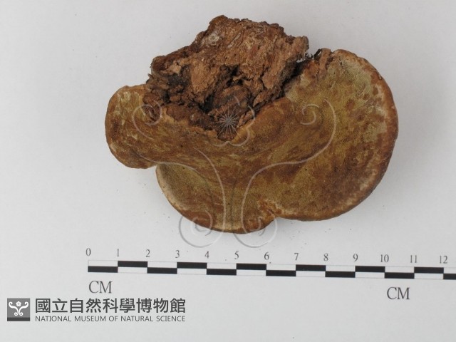 登錄號:F0023588藏品圖，第3張