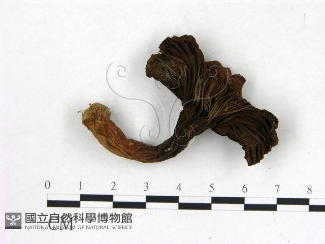 登錄號:F0013588藏品圖，第3張