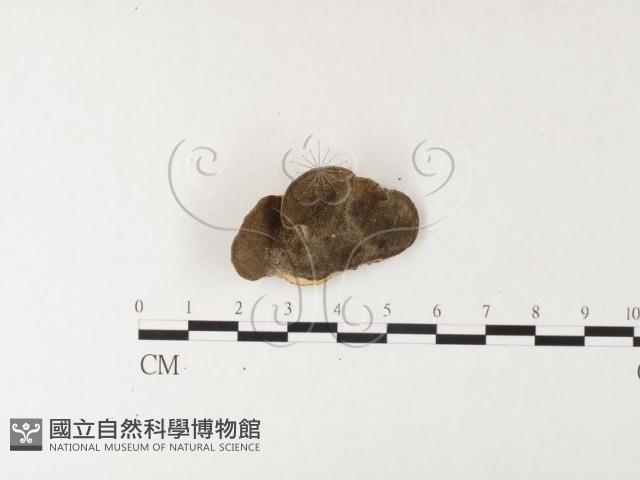登錄號:F0026188藏品圖，第1張