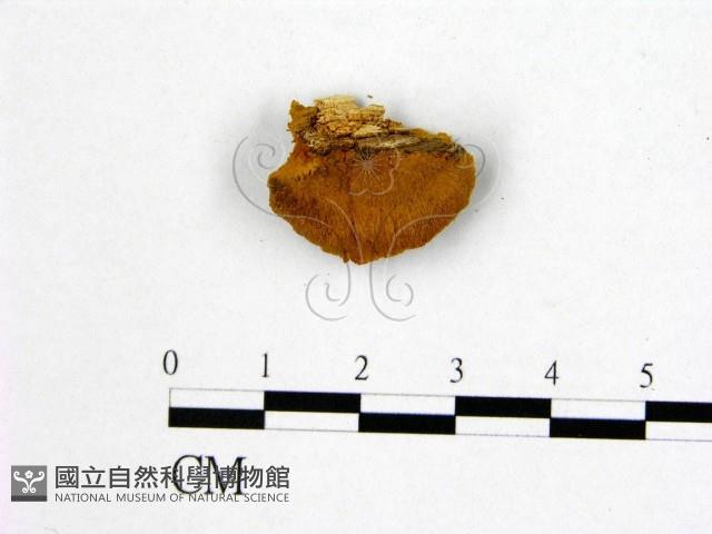 登錄號:F0006188藏品圖，第3張