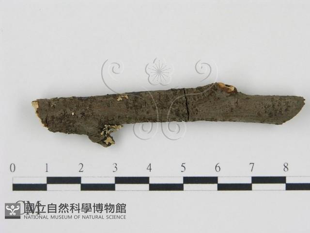 登錄號:F0001188藏品圖，第3張