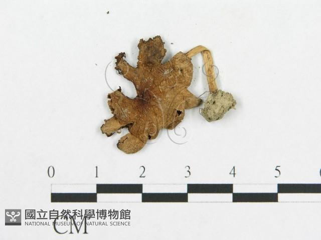 登錄號:F0011188藏品圖，第3張