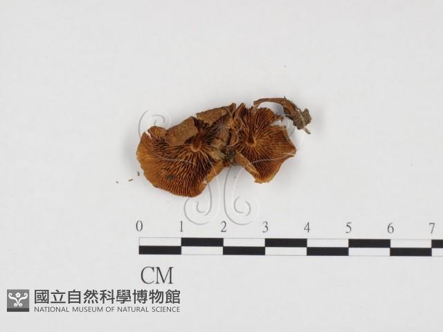 登錄號:F0024188藏品圖，第3張