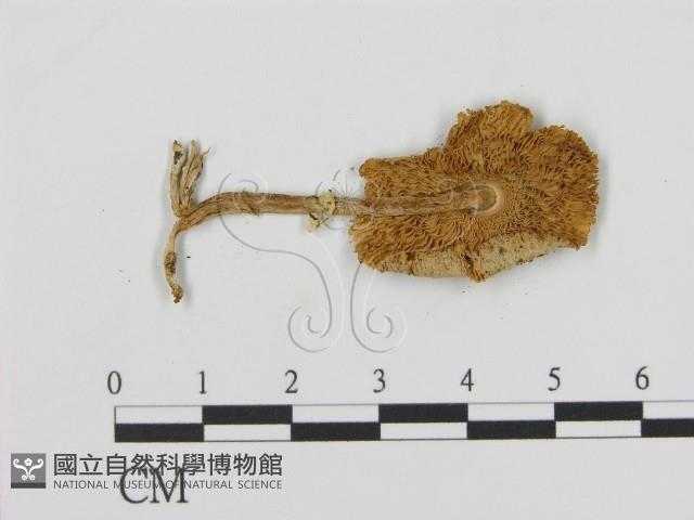 登錄號:F0002188藏品圖，第3張