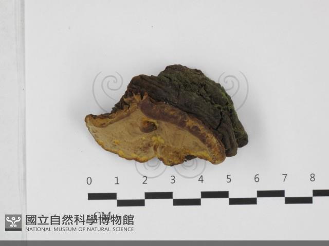 木層孔菌屬藏品圖，第3張