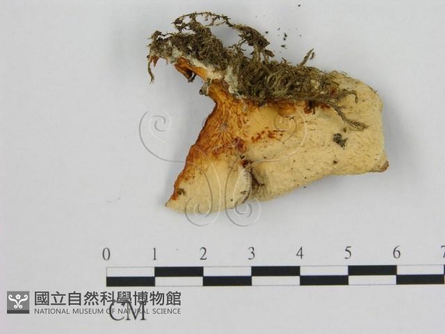 登錄號:F0007188藏品圖，第3張