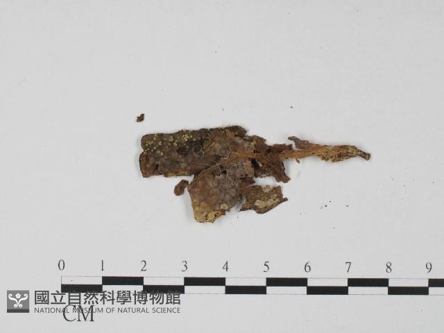 登錄號:F0017188藏品圖，第3張
