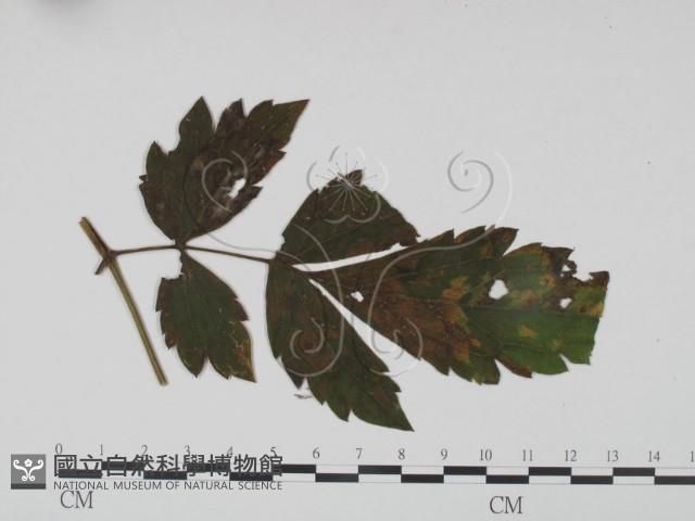 登錄號:F0019188藏品圖，第3張
