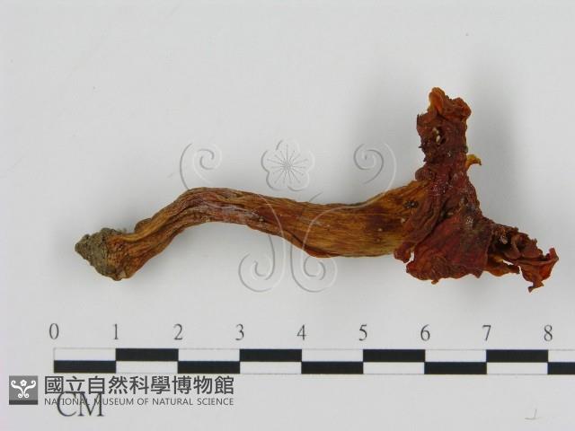登錄號:F0013188藏品圖，第3張