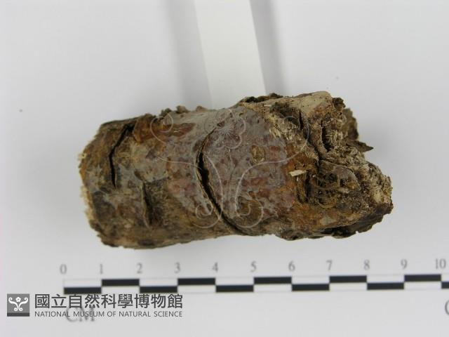 絲皮菌屬藏品圖，第3張