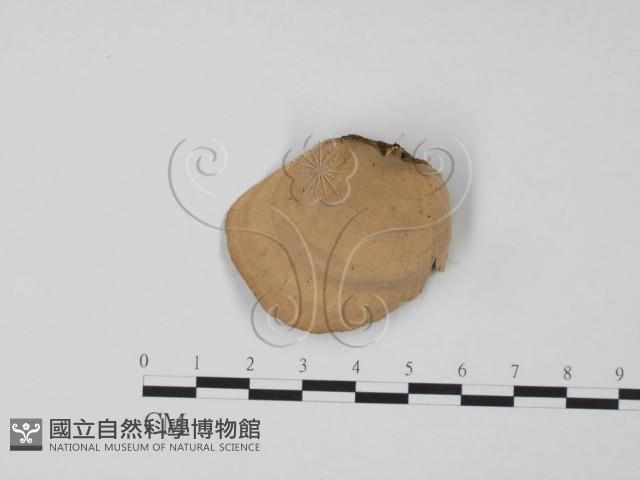 韌革菌屬藏品圖，第3張