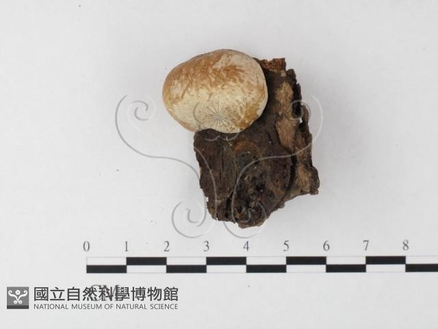 Accession Number:F0026088 Collection Image, Figure 3, Total 3 Figures