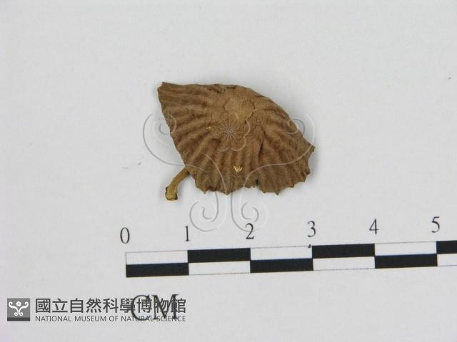 小皮傘屬藏品圖，第3張