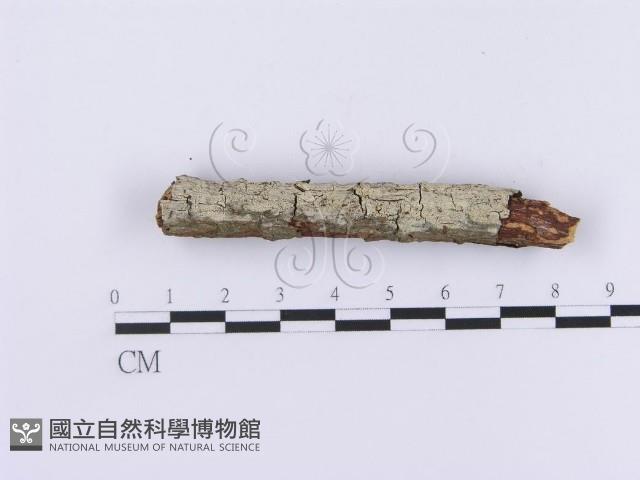 登錄號:F0001088藏品圖，第3張