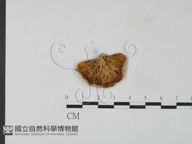 登錄號:F0024088藏品圖，第3張