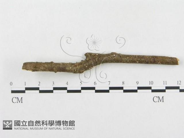登錄號:F0004088藏品圖，第3張