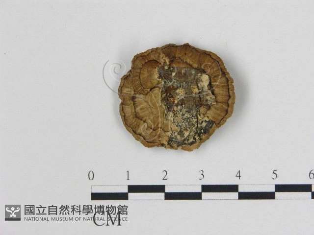 登錄號:F0014088藏品圖，第3張