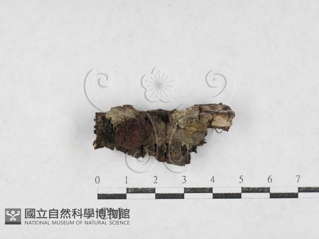 登錄號:F0027088藏品圖，第3張