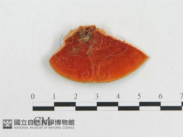 血紅密孔菌藏品圖，第3張